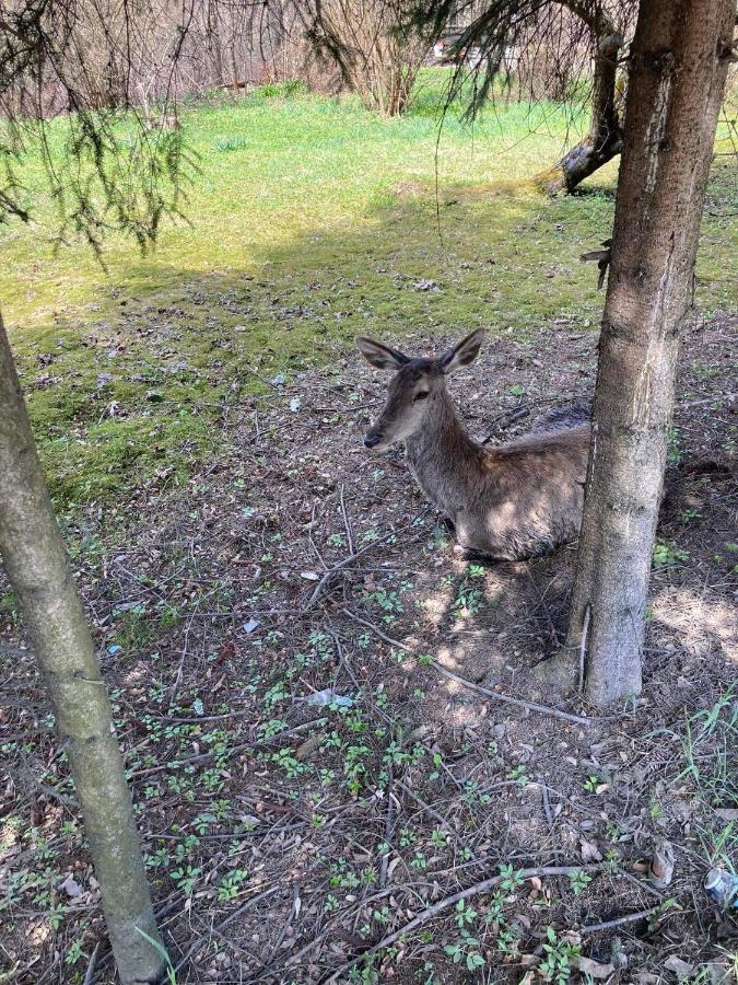 Nauczycielskie Centrum Zakopane Exteriör bild